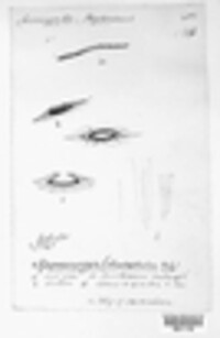 Terriera cladophila image